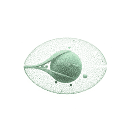 Synthetic Seeds